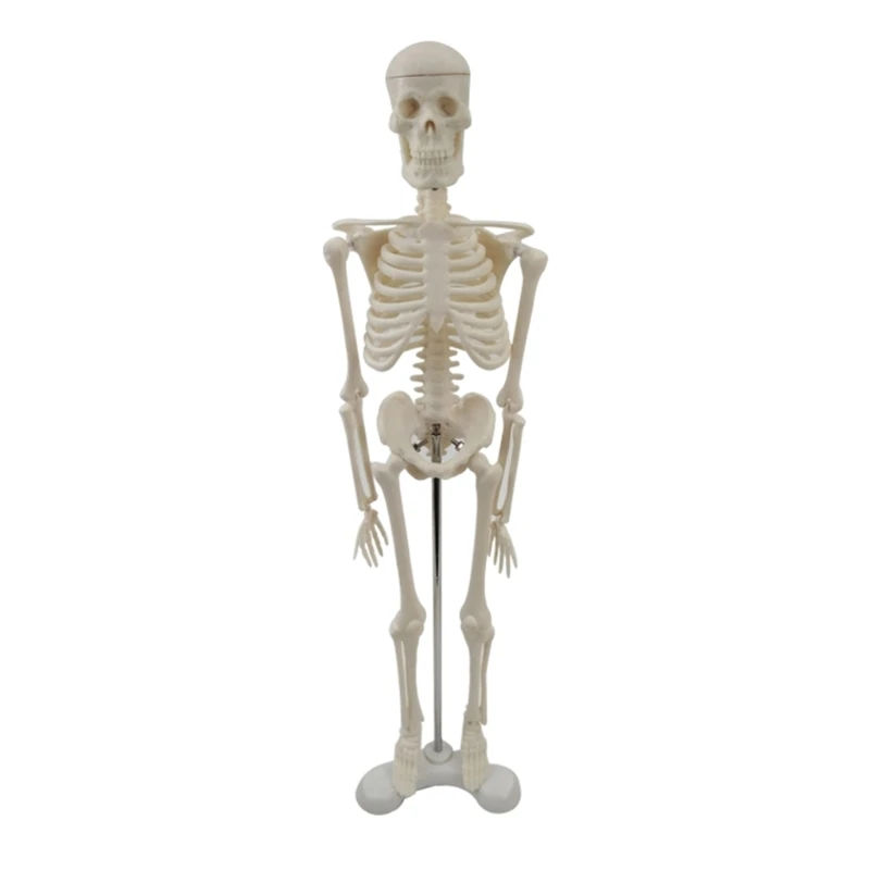 2024 Нова кост на цялото тяло Манекен Цяло тяло Манекен Модел на човешки скелет Модел на скелет Анатомичен модел на обучение по анатомия Изображение 0