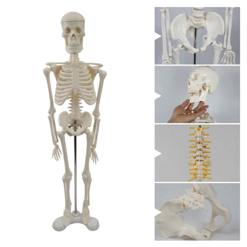 2024 Нова кост на цялото тяло Манекен Цяло тяло Манекен Модел на човешки скелет Модел на скелет Анатомичен модел на обучение по анатомия Изображение 1