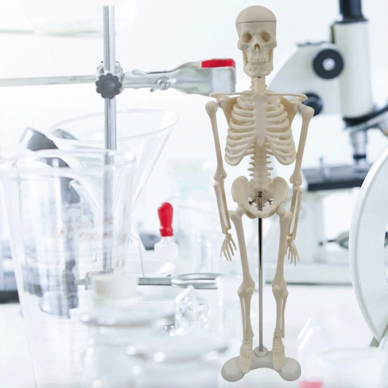 2024 Нова кост на цялото тяло Манекен Цяло тяло Манекен Модел на човешки скелет Модел на скелет Анатомичен модел на обучение по анатомия Изображение 2