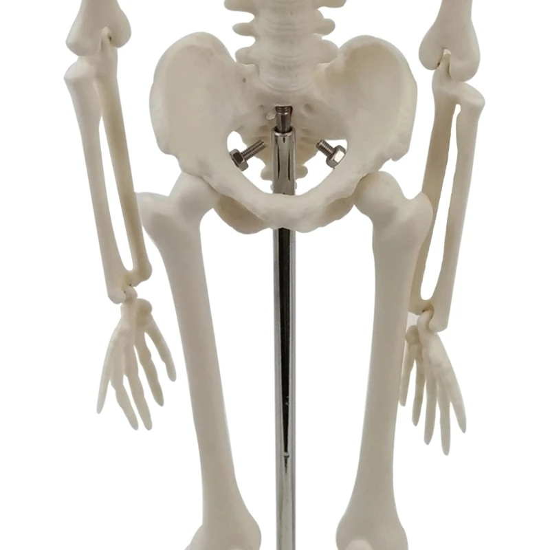 2024 Нова кост на цялото тяло Манекен Цяло тяло Манекен Модел на човешки скелет Модел на скелет Анатомичен модел на обучение по анатомия Изображение 3