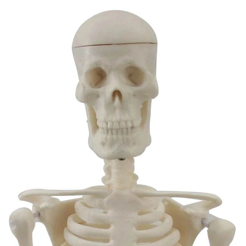 2024 Нова кост на цялото тяло Манекен Цяло тяло Манекен Модел на човешки скелет Модел на скелет Анатомичен модел на обучение по анатомия Изображение 4