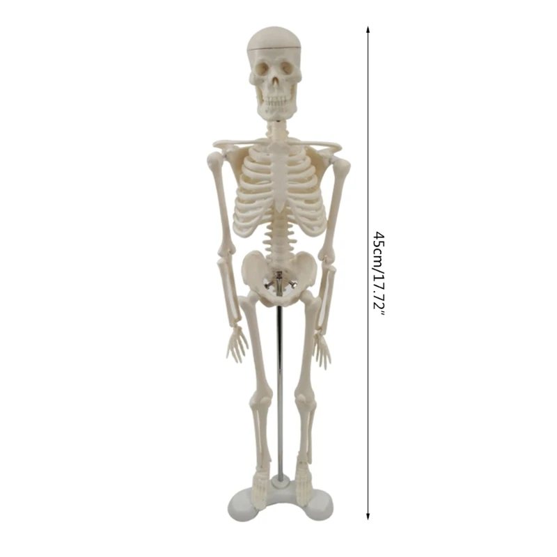 2024 Нова кост на цялото тяло Манекен Цяло тяло Манекен Модел на човешки скелет Модел на скелет Анатомичен модел на обучение по анатомия Изображение 5