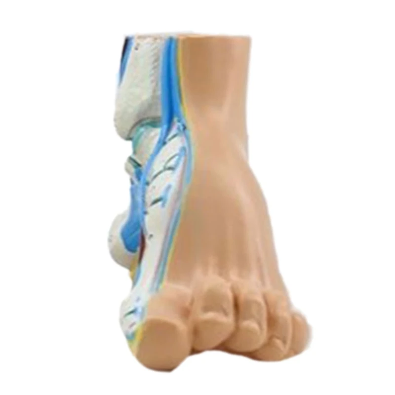 Анатомичен модел на човешкото стъпало с цифрови знаци, нормален / плосък / високо сводест модел на анатомията на краката за медицинско обучение 96BA Изображение 1