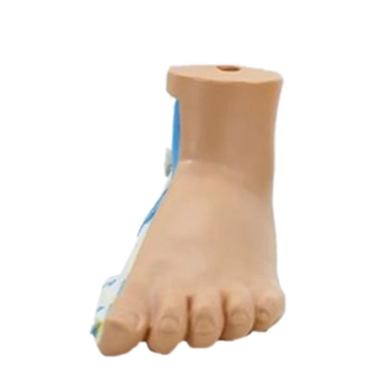 Анатомичен модел на човешкото стъпало с цифрови знаци, нормален / плосък / високо сводест модел на анатомията на краката за медицинско обучение 96BA Изображение 3