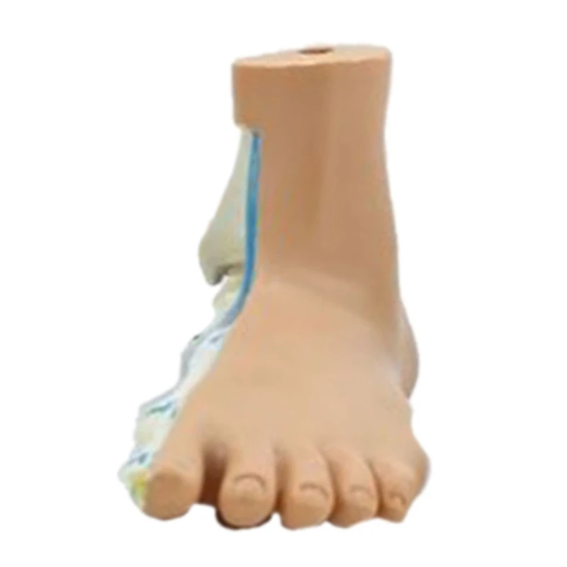 Анатомичен модел на човешкото стъпало с цифрови знаци, нормален / плосък / високо сводест модел на анатомията на краката за медицинско обучение 96BA Изображение 5